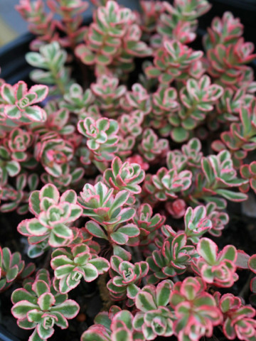 Sedum spurium Tricolor (ghiveci 1 L), rasad planta suculenta vesnic verde, frunze tricolore, verde, roz,crem
