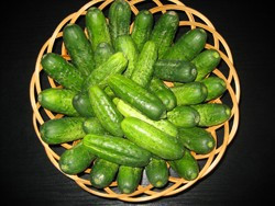 Seminte castraveti cornison Kala F1 (5 gr), extratimpurii, productivitate foarte mare, pentru sere si solarii, Agrotop Bulgaria