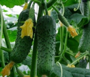 Seminte castraveti Geroy F1 (100 seminte), tip cornichon, Hektar
