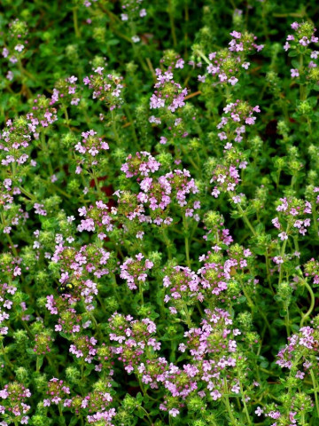 Seminte de Cimbru Thyme (1 kg), planta aromatica cimbru, Hortus Simenti