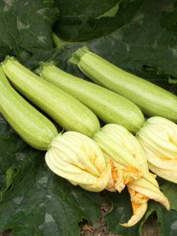 Seminte dovlecel Zina F1 (1000 seminte), timpuriu, agroTIP