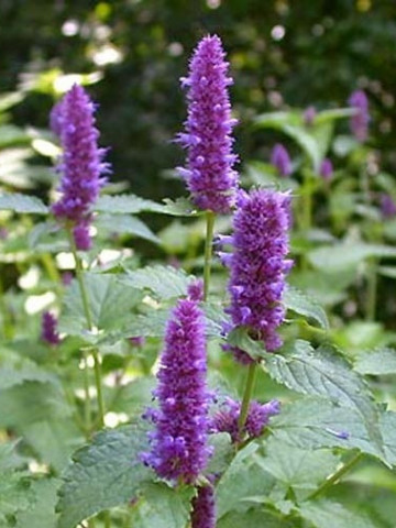 Seminte Lophantus Anisatus Aromat de Buzau (2 g) plante melifere, ramane inflorita 6 luni, SCDL Buzau