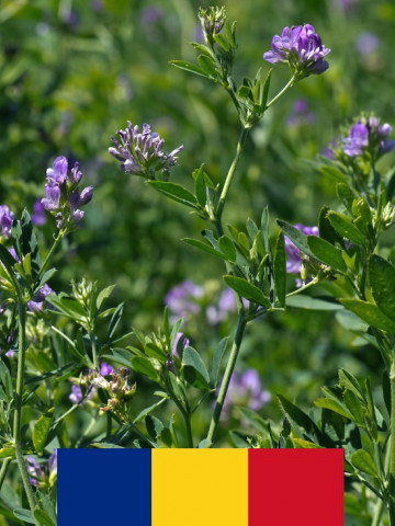 Seminte lucerna Giulia (10 kg), soi romanesc foarte rezistent la seceta, prebaza, nedrajata, 4 Agro