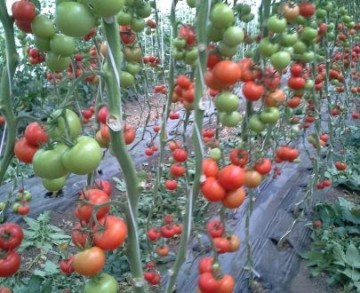 Seminte rosii Alfred F1 (250 seminte), nedeterminate, De Ruier Seeds