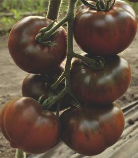 Seminte rosii Bronson F1 (250 seminte), tomate negre ciocolatie tip Kumato, crestere nedeterminata, Clause