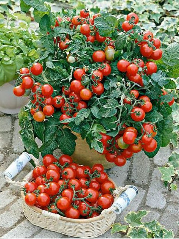 Seminte rosii Chiquita Pot (0.6 g), tip Cherry, inaltime planta 30 cm, Agrosel