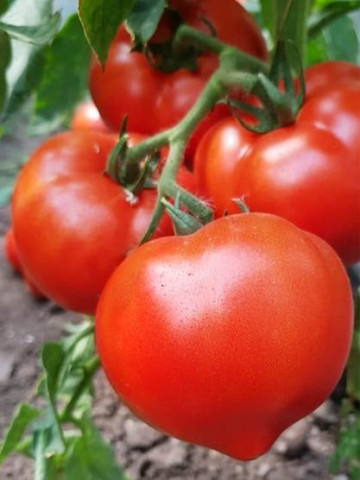 Seminte rosii Melanet F1 (500 seminte), extratimpurii semideterminate, Syngenta