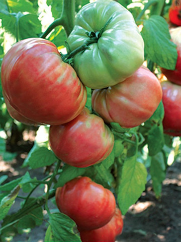 Seminte tomate de gradina gigant rosu (5 gr), cu crestere nedeterminata, Florian Bulgaria