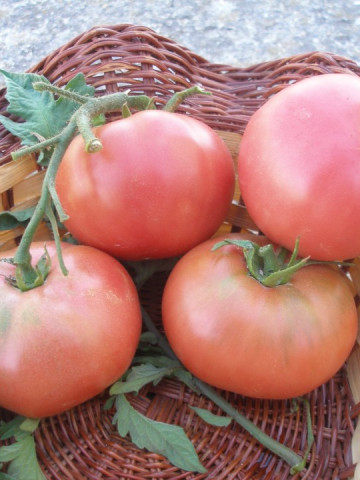 Seminte tomate Ideal Roz (0.2 gr), Rozov Ideal, soi nedeterminate semitimpurii, Opal