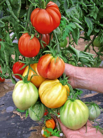 Seminte tomate Liguria (1000 seminte), crestere nedeterminata, ISI Sementi