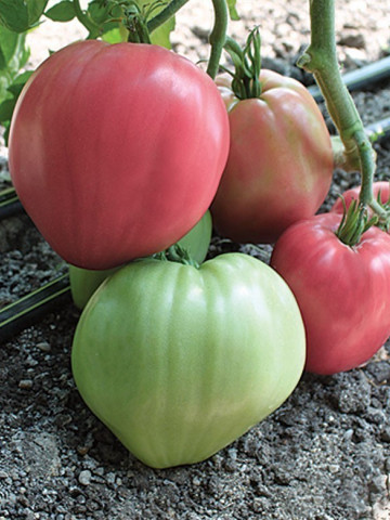 Seminte tomate Rozov Dar (Dar Roz), 1000 seminte, tip Inima de Bivol Gigant, Florian