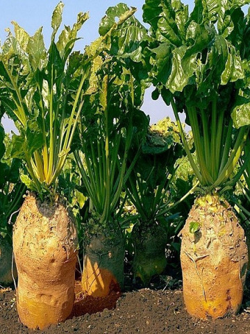 Sfecla furajera Ursus Poly (50 gr) seminte de planta furajera, capacitate mare de productie, Prima Sementi
