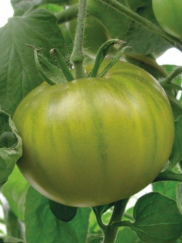 Smarald (100 seminte) tomate verzi timpurii,nedeterminate, gust deosebit, Agrosem