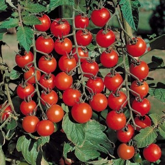 Sonia de Buzau - 2 grame - Seminte Tomate tip Cireasa Soi Timpuriu de la SCDL Buzau