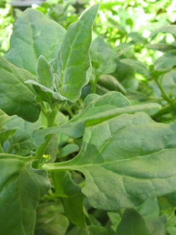 Spanac de Noua Zeelanda (4 gr) Agrosem