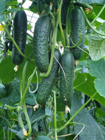 Spino F1 (100 seminte) castraveti tip cornichon extratimpuriu culoare verde inchis, Syngenta