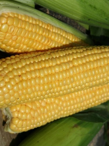 Starshine (1000 seminte) porumb zaharat 70 zile timpuriu stiuleti de 18-20cm, Syngenta