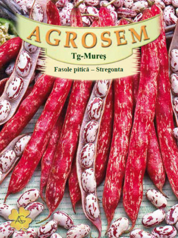 Stregonta (180 gr) seminte de fasole pitica pentru boabe, culoare tarcata, soi romanesc, Agrosem