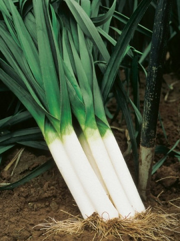 Swiss Giant American (2 gr) seminte de praz Swiss Giant American, Horti Tops Olanda