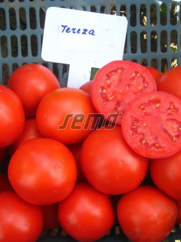 TEREZA F1 seminte tomate (1000 sem) hibrid tomate de camp timpurii, planta viguroasa si productiva, Semo Cehia