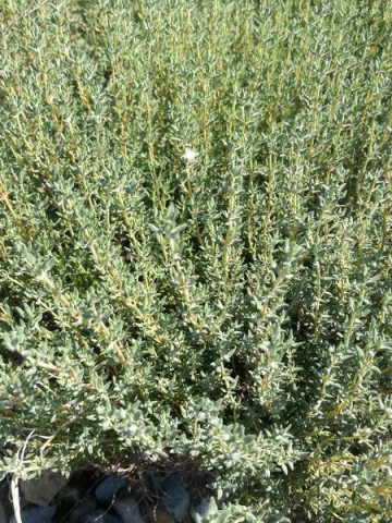 Thymus vulgaris (ghiveci 10,5 cm), rasad cimbru de camp