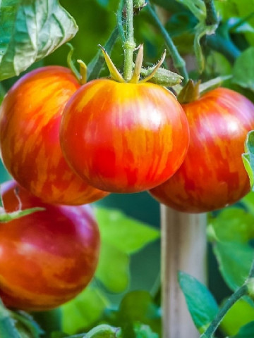 Tigerella (100 seminte) tomate de culoare rosu intens cu dungi portocalii, gust placut, Agrosem
