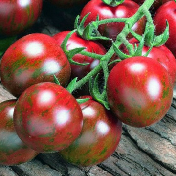 Tigrino (20 seminte) tomate de tip cherry "Tiger", tomate negre, Semo Cehia