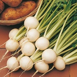 Tokyo Cross F1 (25 gr) seminte de ridichi de culoare alba pura timpurie cu productivitate mare pentru sezonul de primavara si toamna, Takii Seeds