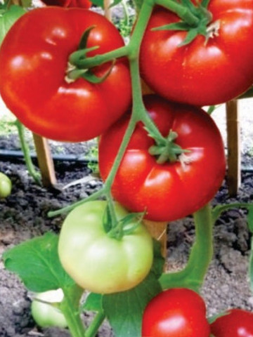 Tomate Fantastina F1 - 500 seminte de rosii nedeterminate timpurii Syngenta