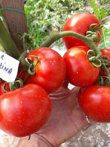Tomate Florina 44 (1500 seminte) de rosii romanesti cu crestere determinata de la SCDL Buzau
