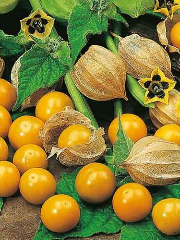 TOMATILLO AMARYLLA (Physalis ixocarpa) - 0.5 gr - Seminte de TOMATILLO AMARYLLA Physalis ixocarpa Gust Specific Dulce Acrisor