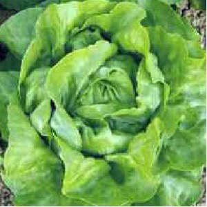 Touareg F1 (1000 seminte) salata tip capatana, Seminis