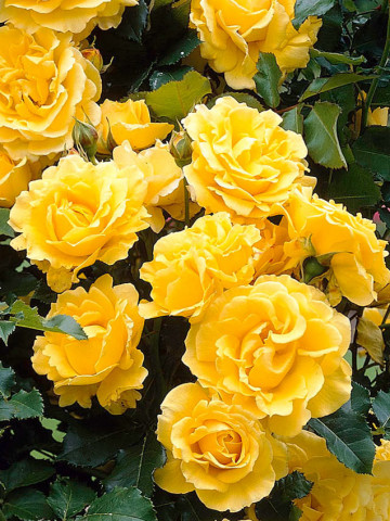 Trandafir catarator Golden Showers (1 butas in ghiveci 2 l), galben intens flori bogate, butasi de trandafiri