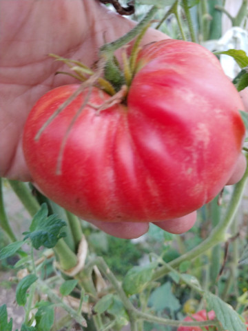 Trandafirii de Buzau (50 seminte) rosii roz gigant, carnoase, gust traditional, Romania