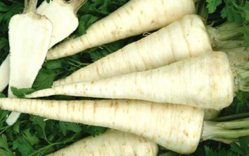 Troja - 100 grame - Seminte de patrunjel de radacina ce prezinta randament ridicat cu frunze mai scurte si o buna pastrare de la Semo Cehia