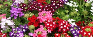 Urzicuta-Verbena - Seminte Flori Urzicuta Planta Anuala de la Florian
