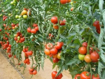 Vanesa F1 – 0.5 gr – Seminte Organice BIO de Rosii Nedeterminate Extratimpurii de la Biosem Bulgaria