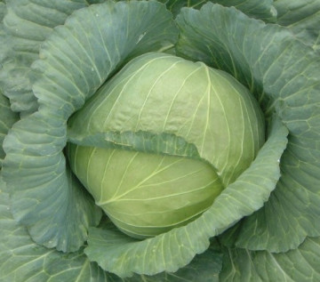 Varza de toamna Kyose (500 gr) seminte de varza soi tardiv foarte productiv, Florian