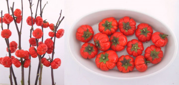 Vinete Decorative - 15 sem - Seminte de Vinete Decorative Planta Anuala