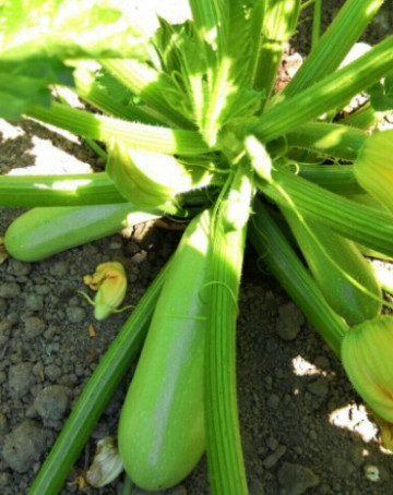 Wanda (15 seminte) dovlecel timpuriu, in forma cilindrica de culoare alb-verzuie, pulpa suculenta, Chemyfarm