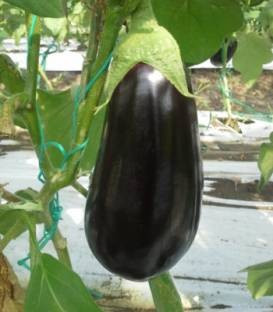 Zinki F1 EGP10024 - 500 sem - Seminte de vinete cu fructe oval alungite ferme uniforme de culoare neagra lucioasa la exterior putine seminte si greutate medie de 450-500 de grame/fruct de la Esasem