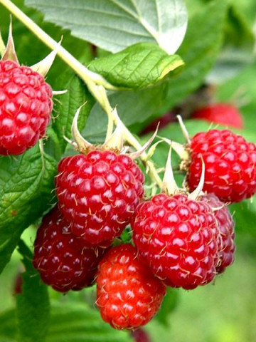 Zmeur romanesc, trei butasi de zmeura soi romanesc, cu fructe mari si foarte aromate, planta XXL, Yurta