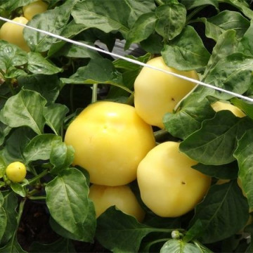 Zolta F1 (1000 seminte) de ardei iute tip mar cu crestere nedeterminata ce este usor de crescut si recomandat in special pentru cultivarea in camp deschis, Duna-R