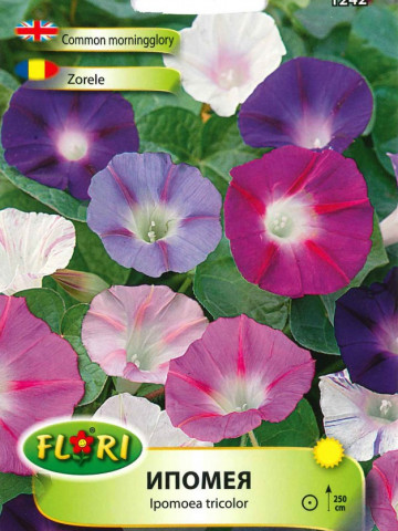 Zorele Ipomea Seminte Flori Zorele Planta Agatatoare Ornamentala de la Florian