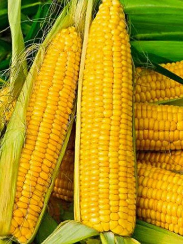 Tasty Sweet F1 - 25.000 sem - Seminte de porumb extratimpuriu cu productie uniforma si consum in stare proaspata de la Agri Saaten