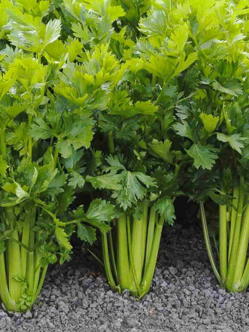 Afina (50 gr) seminte telina frunze ce permite recoltari repetate si un gust deosebit, Bejo