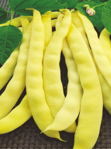Albenghino (50 gr) seminte de fasole urcatoare pentru boabe alba, Agrosem