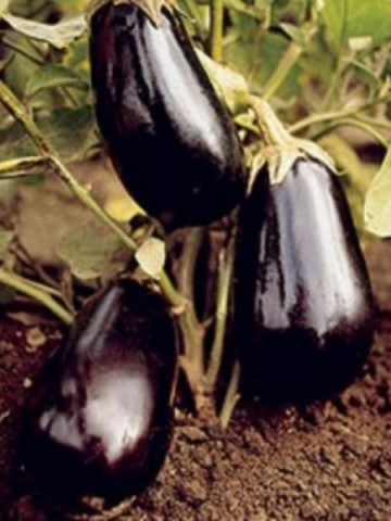 Alexandra (3000 seminte) vinete, soi semitimpuriu, Agrosel