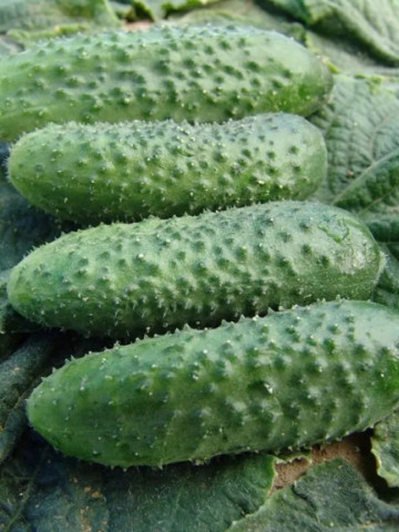 Alhambra F1 (25 seminte) de castraveti cornison patenocarpic timpuriu, cu spini, de culoare inchisa, Moravo Seed