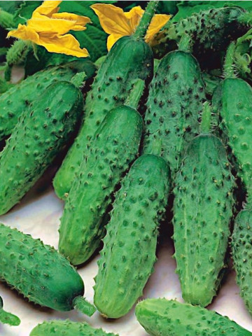 Aloe F1 (2 gr) seminte de castraveti cornison de culoare verde inchis, productie ridicata, ChemyFarm